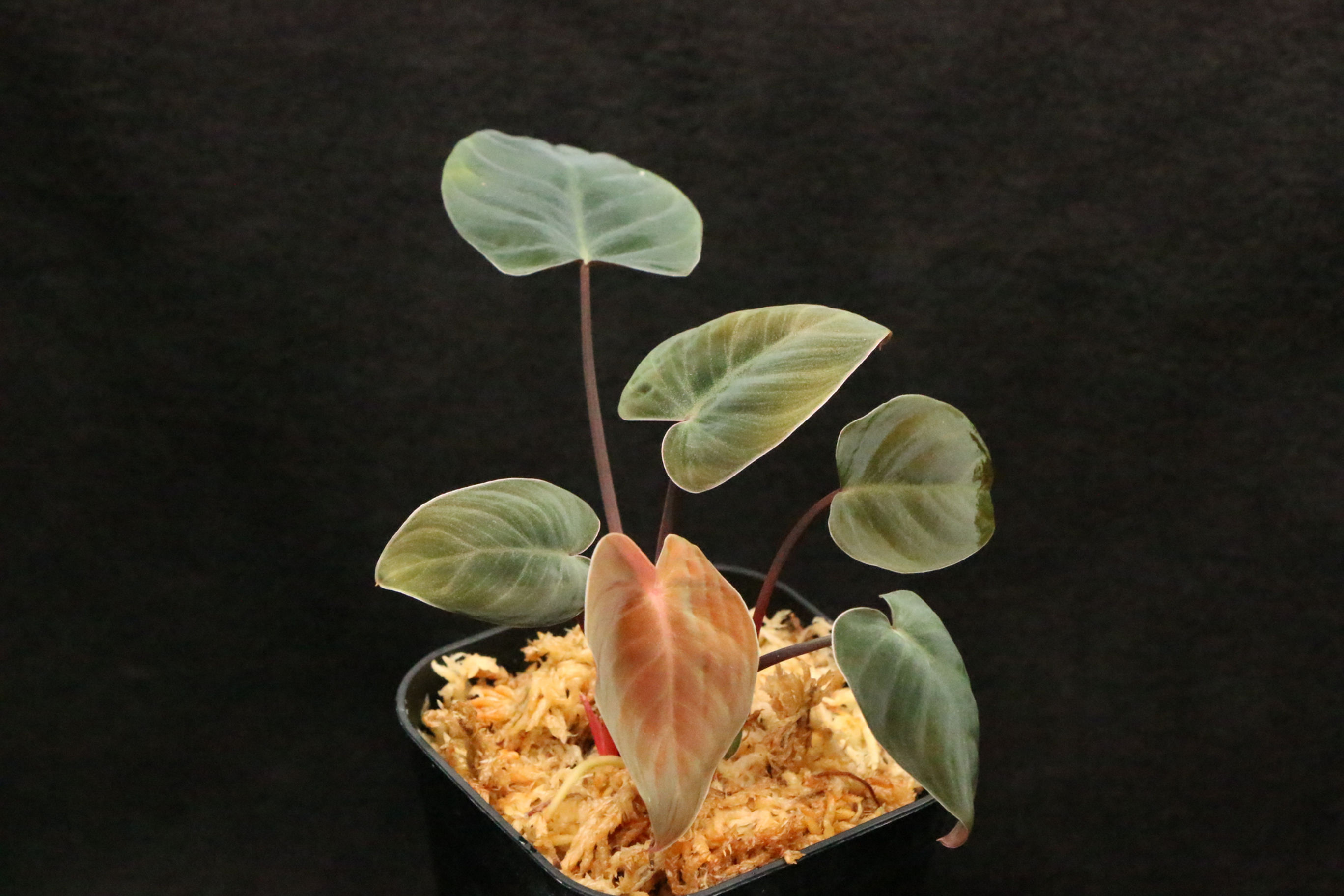 ホマロメナ ’黒兎’｜451 Homalomena sp. '黒兎' Aceh sumatera 【LA0622-f1-01】