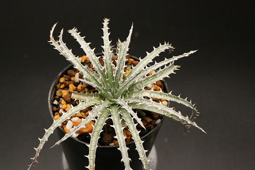 ディッキア シルバーフォックス　Dyckia silverfox hybrid ディッキア シルバーフォックス Dyckia silverfox hybrid