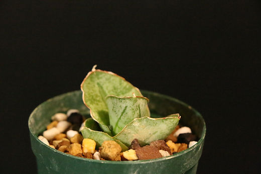 サンスベリア Sansevieria Mini Boncel white v B Sansevieria Mini Boncel variegata | Panus