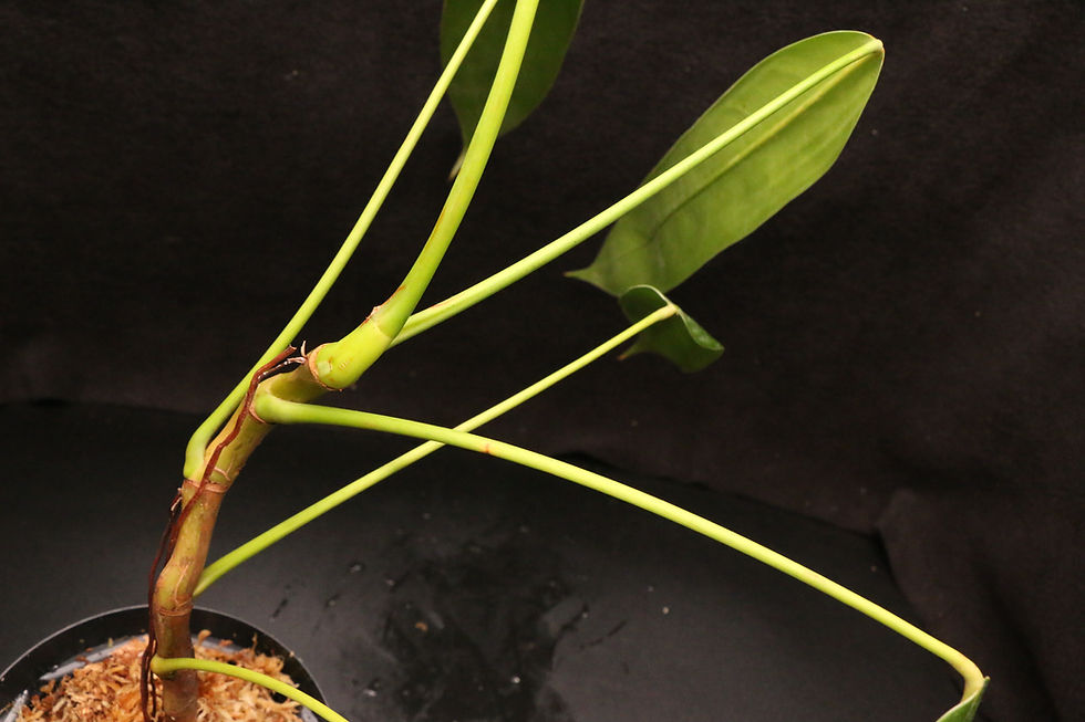 Thumbnail: フィロデンドロン sp. 'Colombia Rosella'｜Philodendron sp. 'Colombia Rosella'