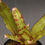 Thumbnail: ネオレゲリア 'ライフ フォース'｜155 Neoregelia 'Life Force'