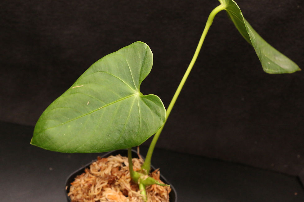 ภาพขนาดย่อ: アンスリウム アンガマルカナム｜955 Anthurium angamarcanum 'Type'