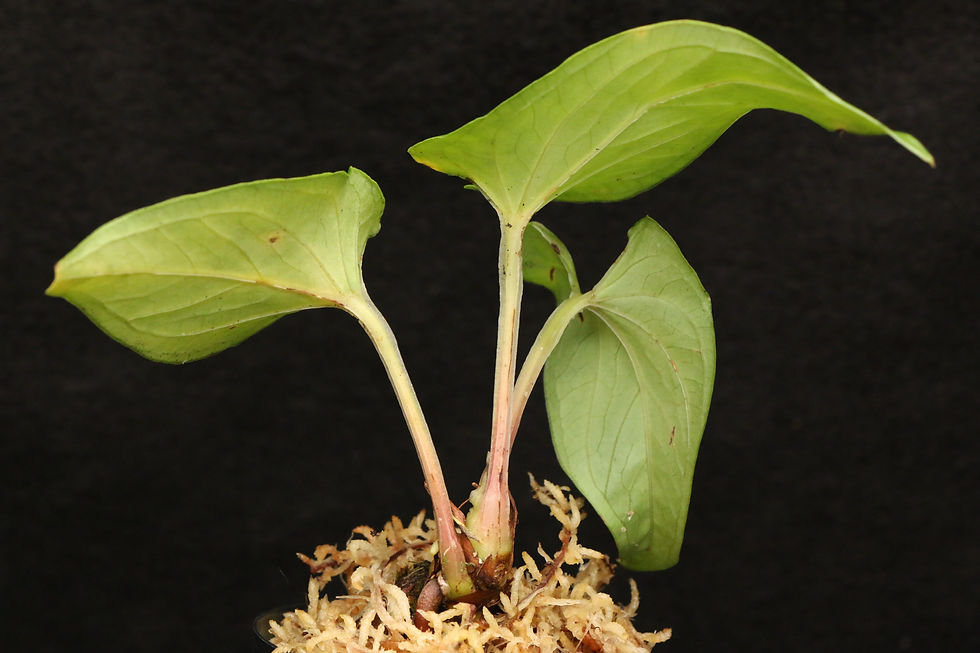 Thumbnail: アンスリウム ルブリネビウム｜922 Anthurium rubrinervium