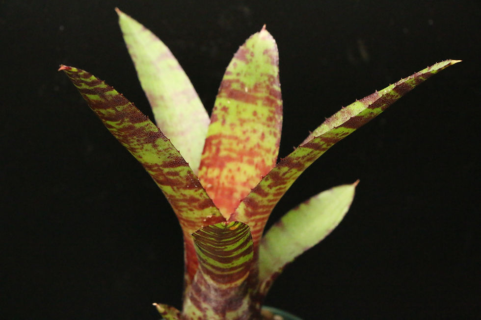 Thumbnail: ネオレゲリア ’レイチェルヘッド’｜Neoregelia 'Rachel Head' Clone of RC070 RC