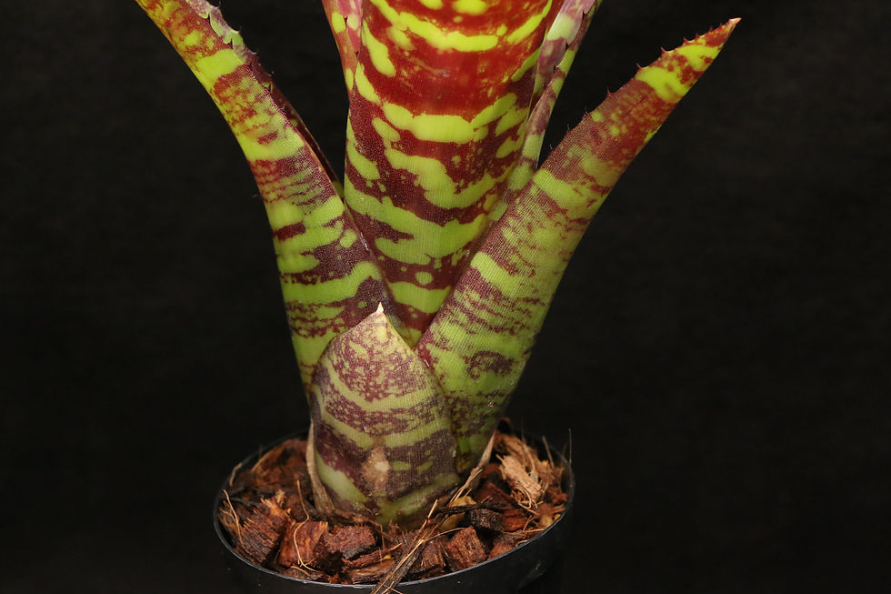 ภาพขนาดย่อ: ネオレゲリア 'ストレンジ ブリュー'｜318 Neoregelia 'Strange Brew'