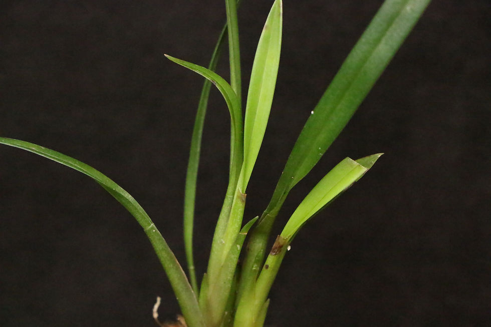 サムネイル： ブラッシア オカネンシス｜1029 Brassia ocanensis