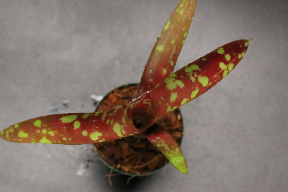 Thumbnail: ネオレゲリア 'フル サークル'｜310 Neoregelia 'Full Circle'