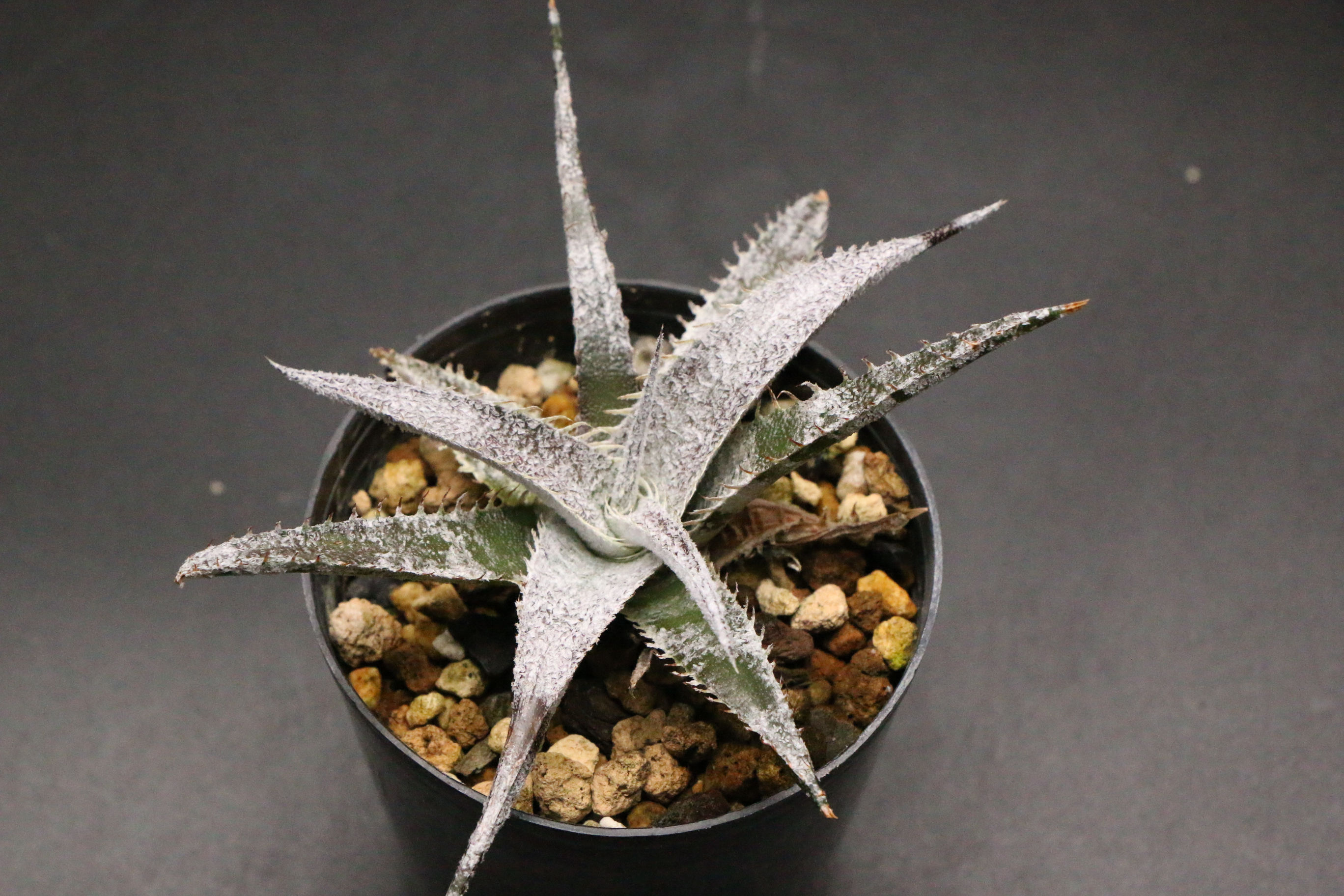 ディッキア マルニエルラポストレイ｜270 Dyckia marnier-lapostollei var. estevesii