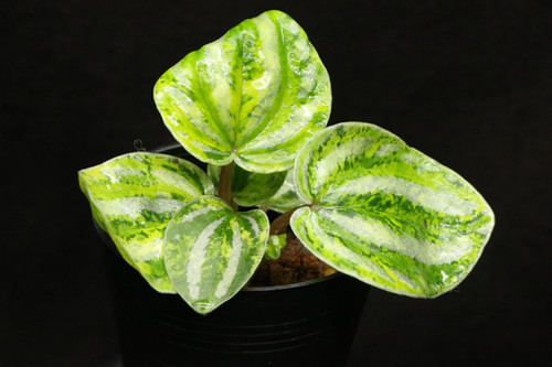 Peperomia argyreia variegated｜斑入り ペペロニア ペペロミア アルギレイア｜Peperomia argyreia 'Neon variegated' | ふ