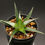 ภาพขนาดย่อ: ディッキア ブレビフォリア｜269 Dyckia brevifolia (DJC2014)