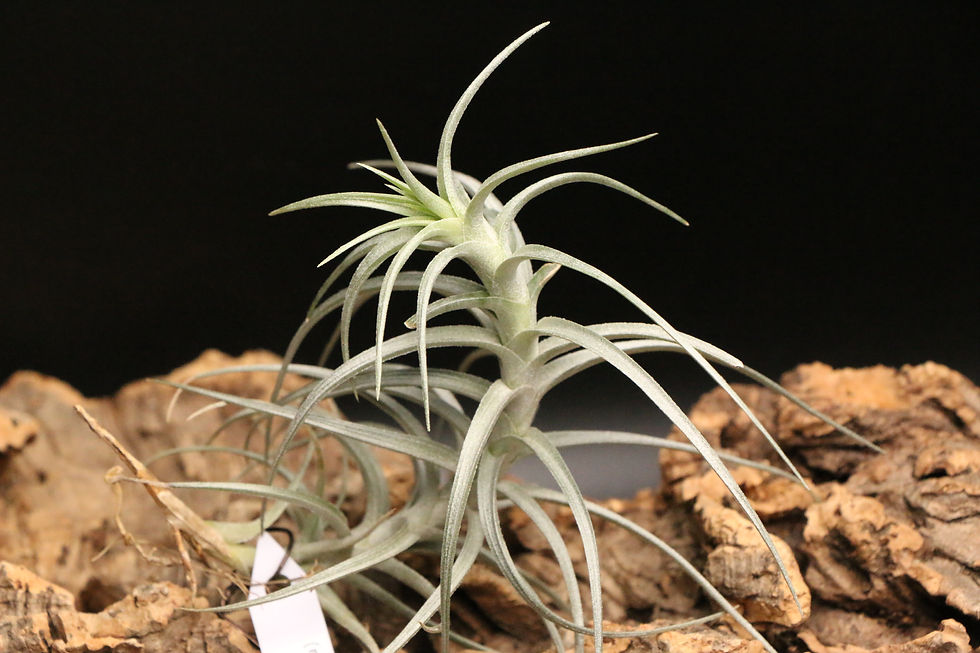 サムネイル： ’スウィートイザベル’｜’Sweet Isabel'