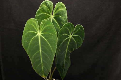 アンスリウム sp.チョコ IA アンスリウム sp. チョコ IA 2.0｜917 Anthurium sp. Choco IA 2.0
