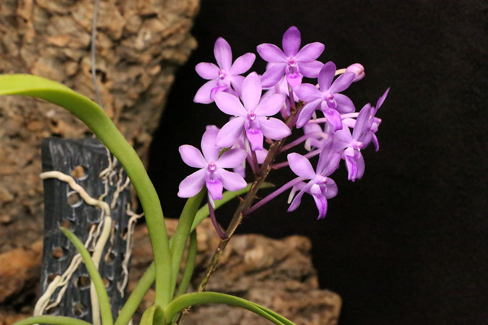 Thumbnail: バンダ  'ブルースター' x セイデンファデニア ミトラタ｜Vanda Cham ‘Blue Star' x Seidenfadenia mitrata
