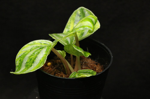 ペペロミア アルギレイア｜Peperomia argyreia 'Neon variegated' | ふ