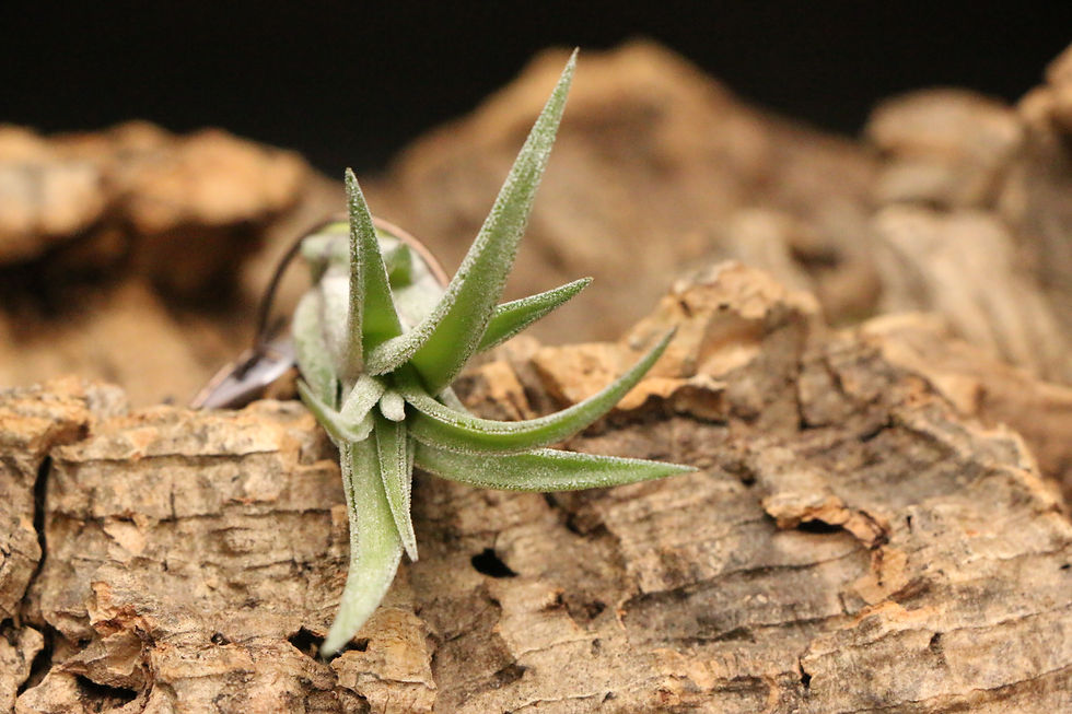 Thumbnail: ルビー スリッパーズ｜339 'Ruby Slippers' (T. vanhyningi x T. caput-medusae 'Red')