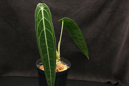 アンスリウム ワロクアナム｜924 Anthurium warocqueanum | ふたむら