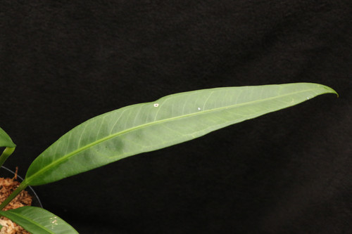 アンスリウム sp. モロナ｜772 Anthurium sp. Morona | ふたむらプランツ