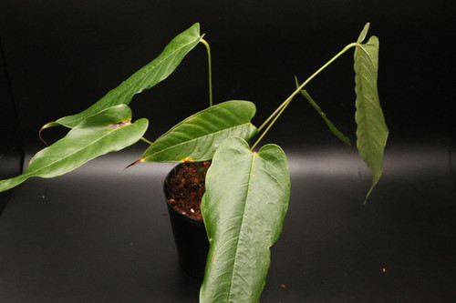 アンスリウムコンプリート file.jpg