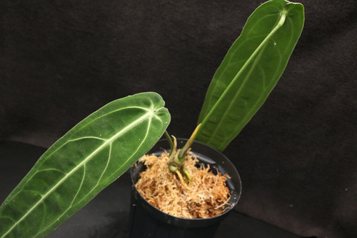 Anthurium warocqueanum　アンスリウム ワロクアナム アンスリウム ワロクアナム Anthurium warocqueanum | miicaのゆびいろ