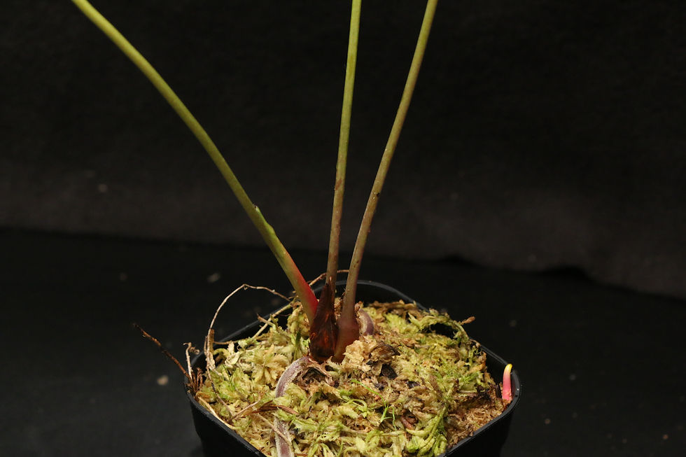 ภาพขนาดย่อ: アンスリウム｜534 Anthurium sp. 'Ja'