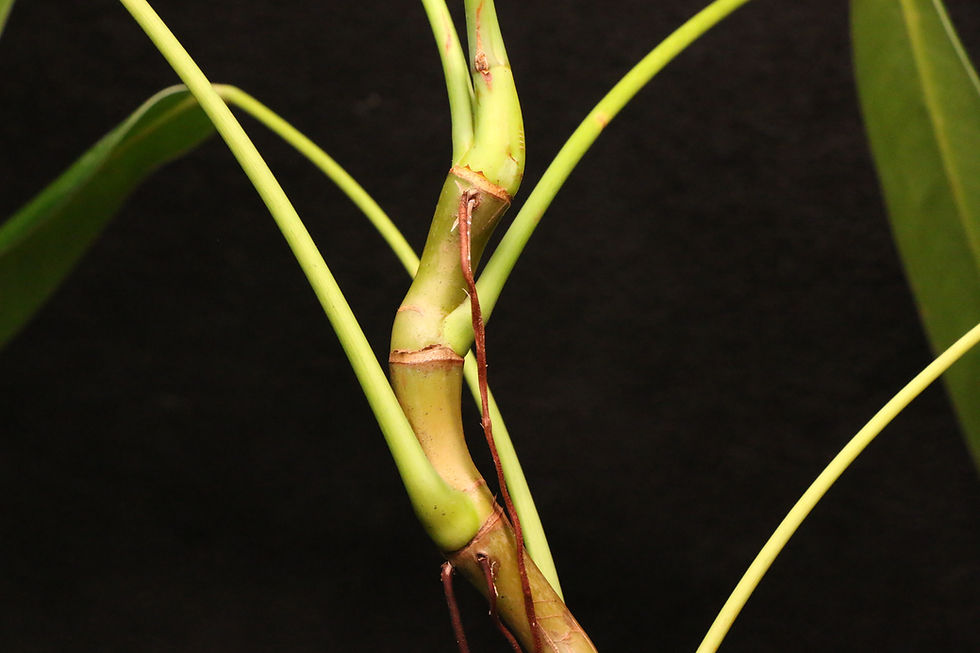 Thumbnail: フィロデンドロン sp. 'Colombia Rosella'｜Philodendron sp. 'Colombia Rosella'