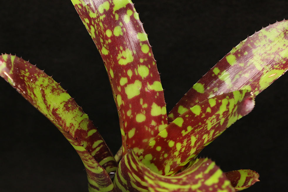 ภาพขนาดย่อ: ネオレゲリア 'ストレンジ ブリュー'｜318 Neoregelia 'Strange Brew'