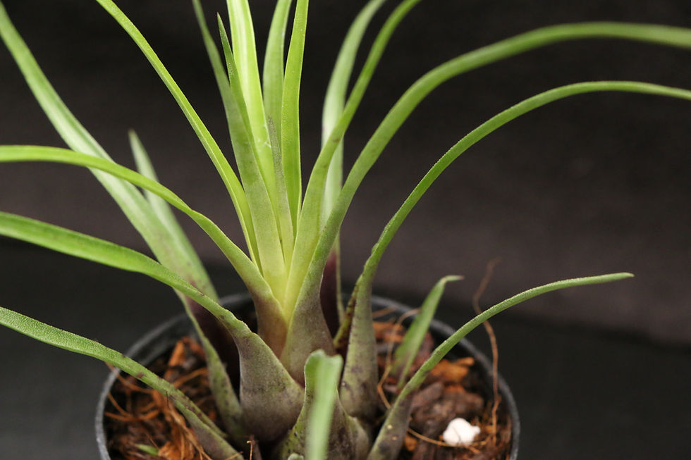 Thumbnail: フリーセア フラメア｜340 Vriesea flammea