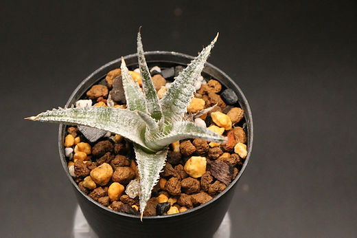 Dyckia marnier-lapostollei 連棘 ディッキア ディッキア