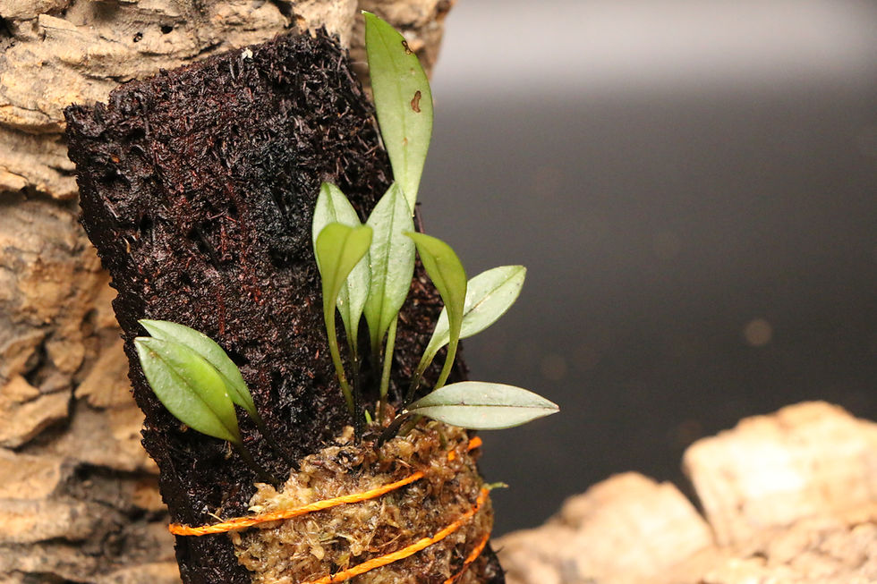 Thumbnail: マスデバリア マキシリマクス｜395 Masdevallia maxilimax