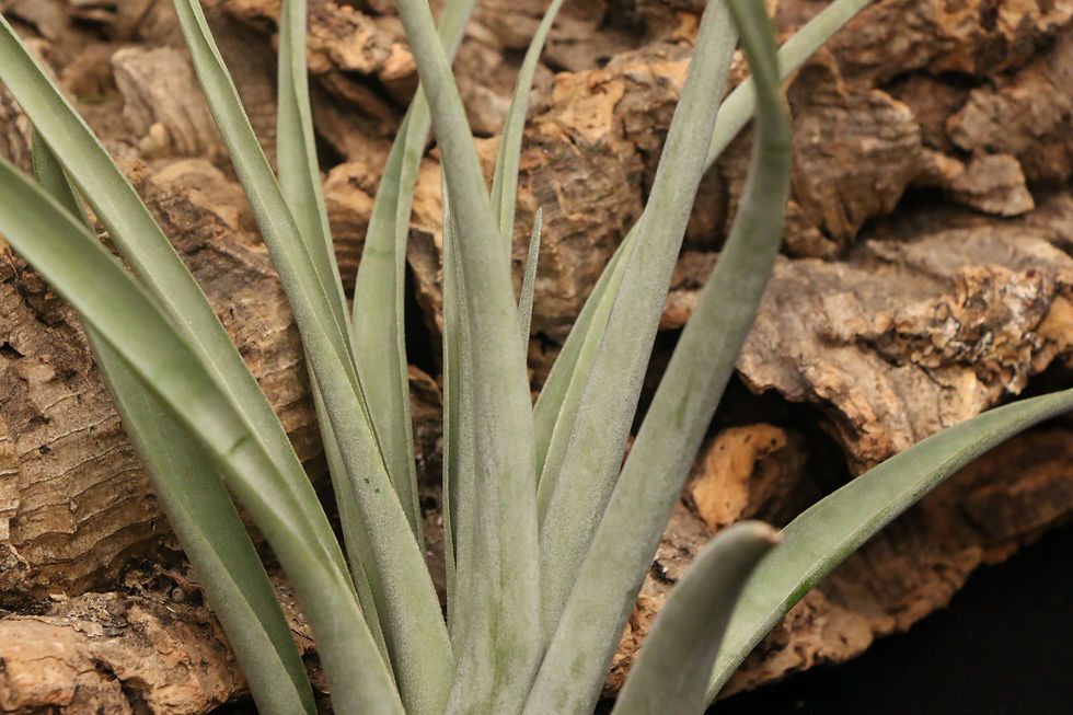 Thumbnail: アペニー｜673 appenii