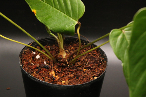 アンスリウム オフォルテリアナム｜536 Anthurium offolterianum | ふ