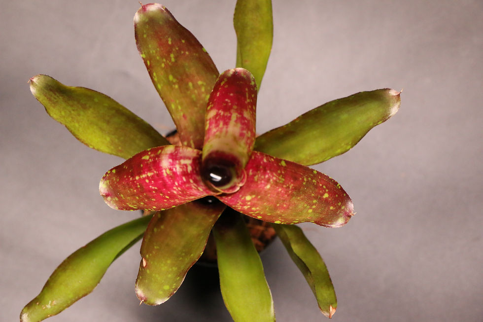 Thumbnail: ネオレゲリア 'ルビー スロート'｜Neoregelia 'Ruby Throat'
