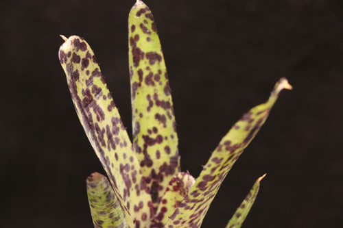 ネオレゲリア パウシフローラ｜Neoregelia pauciflora 'Large Purple