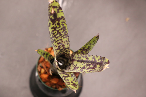 ネオレゲリア パウシフローラ｜Neoregelia pauciflora 'Large Purple