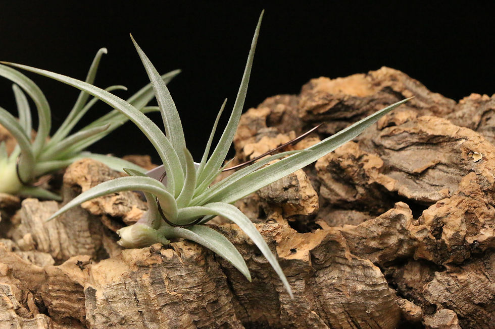 Thumbnail: 'White Star' ｜'White Star'
