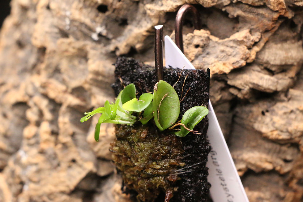 Thumbnail: プラティステレ アルゲントーサ｜620 Platystele argentosa