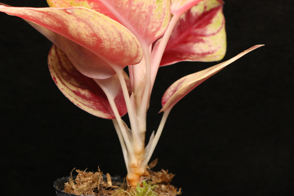 ภาพขนาดย่อ: アグラオネマ サイアム ダイアモンド｜Aglaonema 'Siam Diamond'