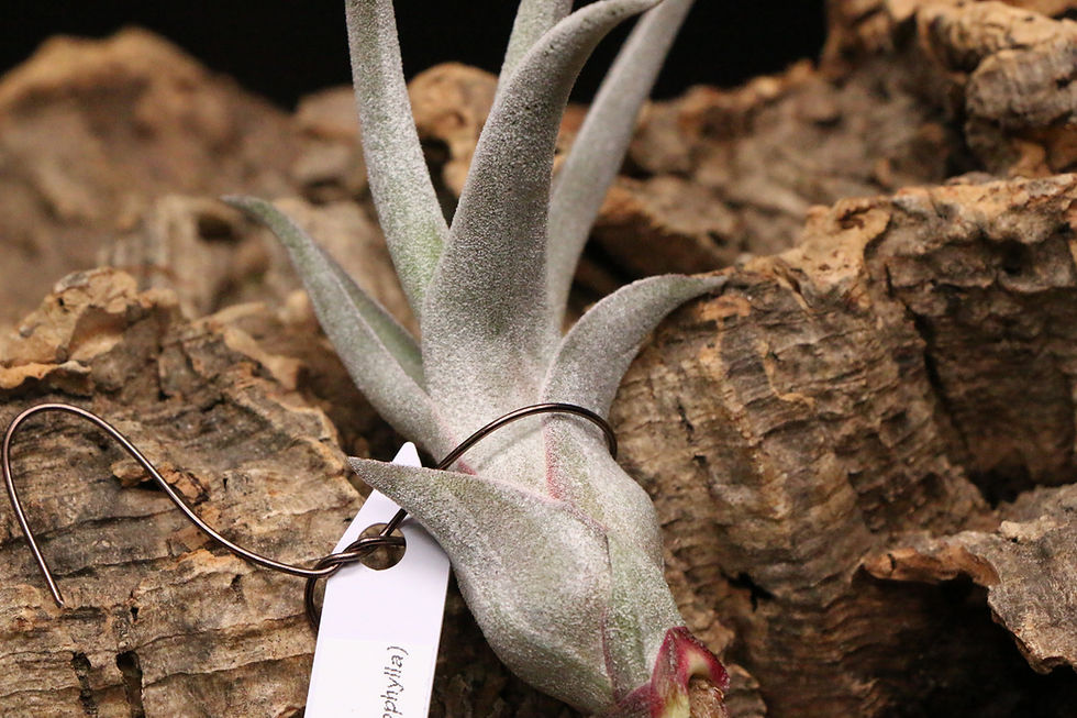 サムネイル： ルシール｜6 Tillandsia ’Lucille' (Till. ehlersiana x Till.streptophylla)