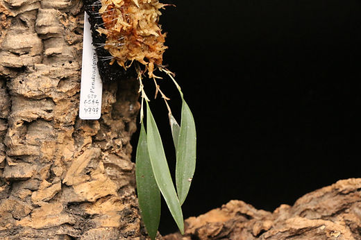 田*夫様 #ムラノガラス ピンクオパリン 鶏フィギュリン 2点セット 田