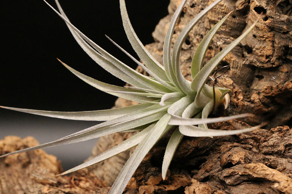 Thumbnail: 'White Star' ｜'White Star'