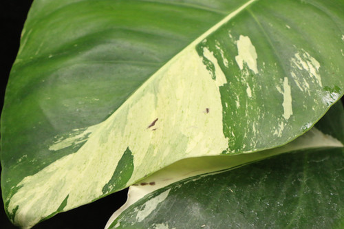 モンステラ デリシオーサ 'Mint Variegated'｜Monstera deliciosa