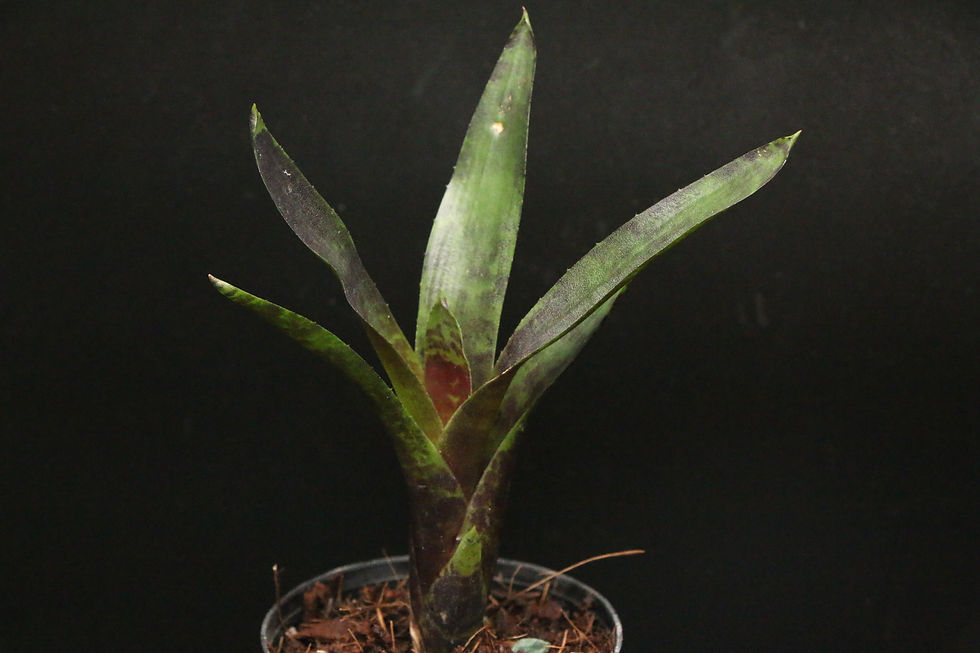ภาพขนาดย่อ: ネオレゲリア ’ジャワプラム’ オリジナル｜17 Neoregelia ’Java Plum’ Original