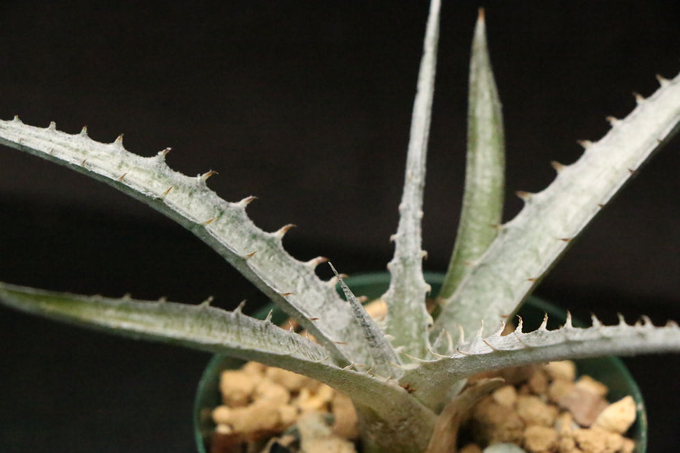 Thumbnail: ディッキア メジー｜Dyckia mezii