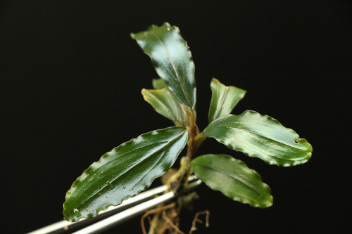 ブセファランドラ sp. 'コッパーリーフ'｜Bucepharandra sp. 'Copper