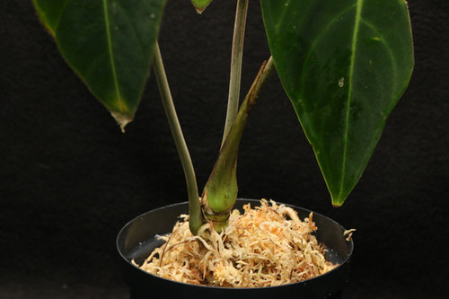 アンスリウム sp. チョコ IA 2.0｜917 Anthurium sp. Choco IA 2.0