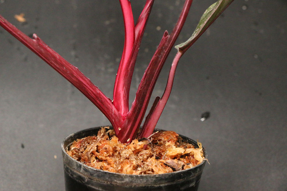 Thumbnail: フィロデンドロン 'ピンク プリンセス ブラックチェリー'｜Philodendron 'Pink Princess Black Cherry'