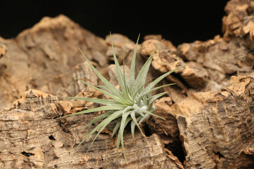 Tillandsia ionantha Hedgehog T.I. ヘッジホッグ イオナンタ 'ヘッジホッグ'｜ionantha 'Hedgehog' (TI) | ふたむらプランツ