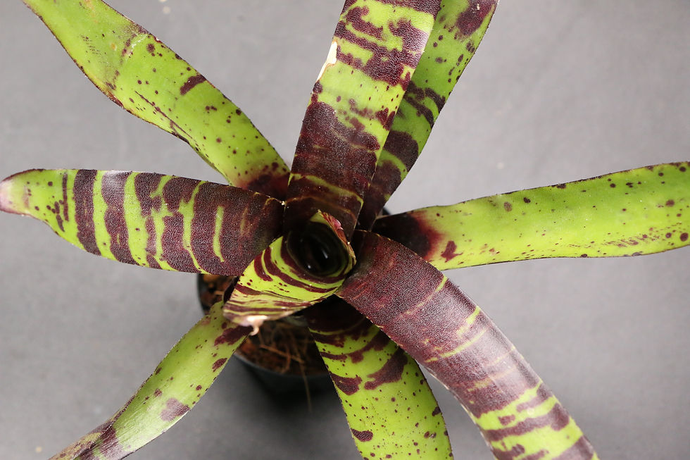 ภาพขนาดย่อ: ネオレゲリア 'ブルーベリー タイガー'｜Neoregelia 'Blueberry Tiger'
