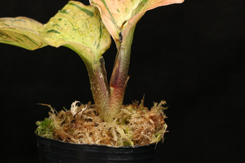 ケンフェリア sp. 'Variegated'｜Kaempferia sp. 'Variegated' | ふ