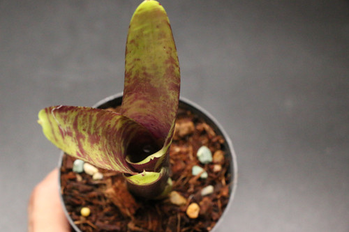 ネオレゲリア 'ブルーベリー マフィン'｜20 Neoregelia 'Blueberry